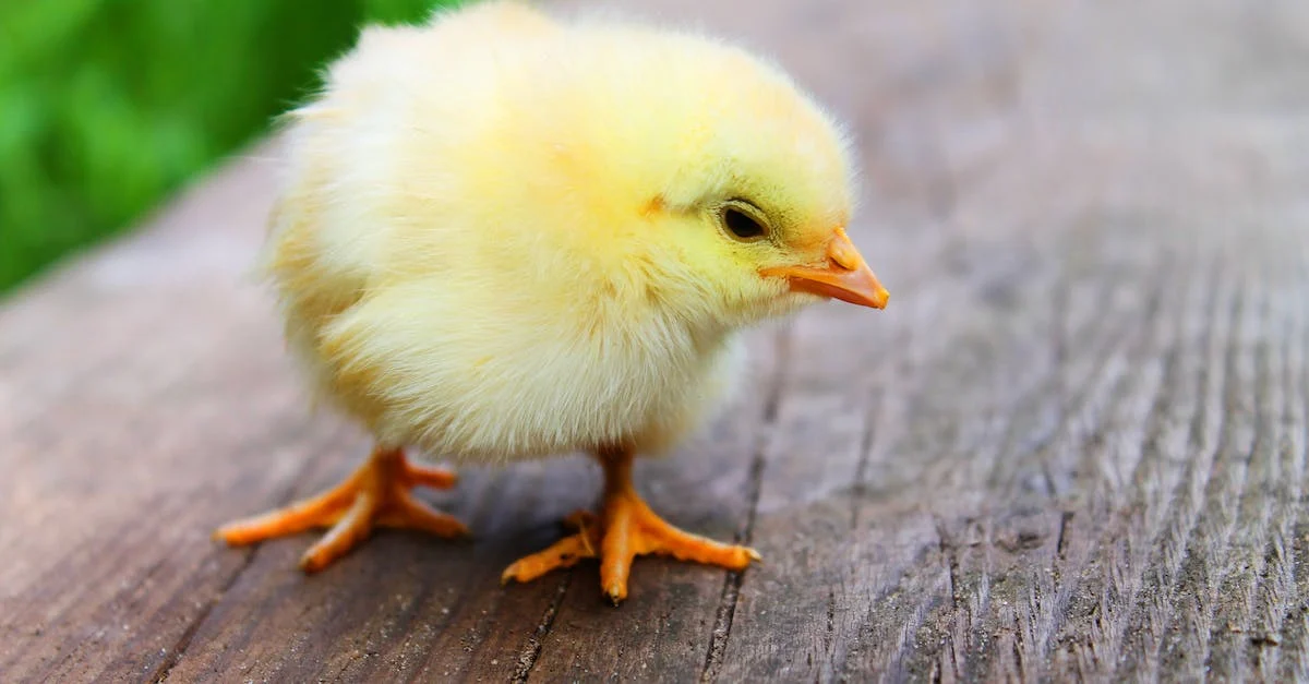 Poulailler 2 poules : Quel type de poulailler faut-il ?