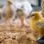 Plan poulailler : Comment fabriquer un poulailler à moindre coût !
