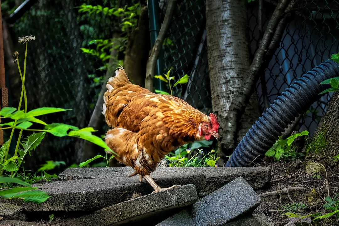 Perchoir Poule : Pourquoi les poules ont-elles besoin d&rsquo;un perchoir ?