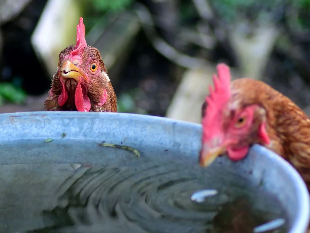 Comment choisir une mangeoire anti-nuisible pour ses poules ?
