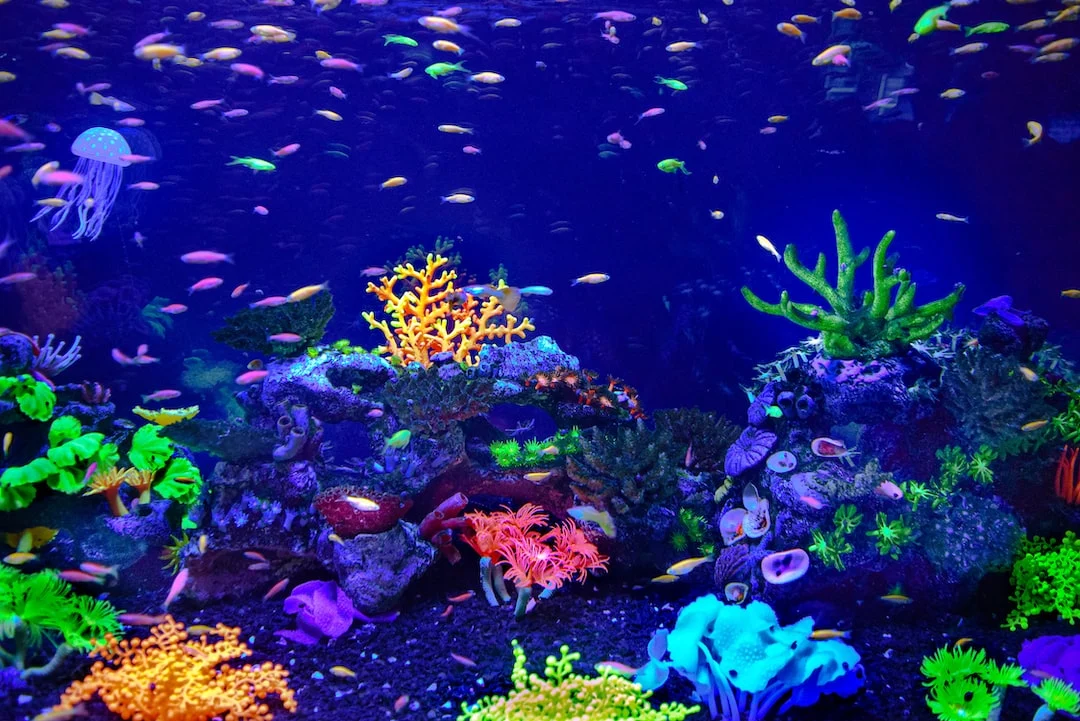 Comment nettoyer son aquarium sans se prendre la tête ?