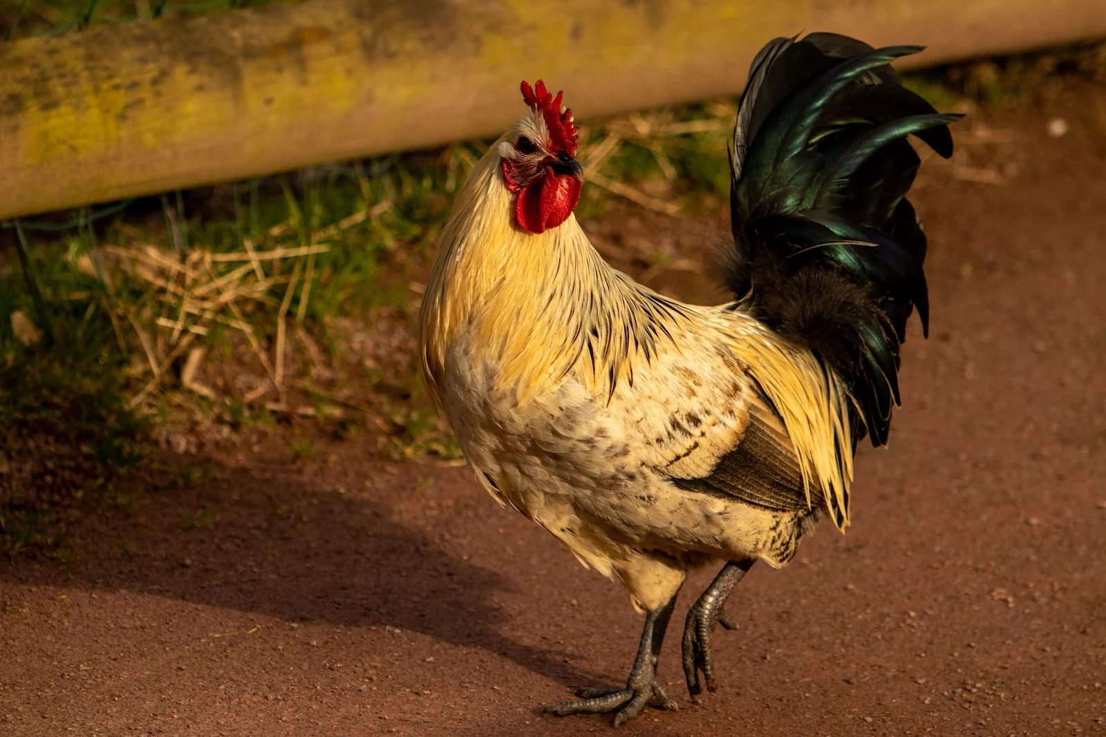 Quelle surface par poule dans un poulailler ?