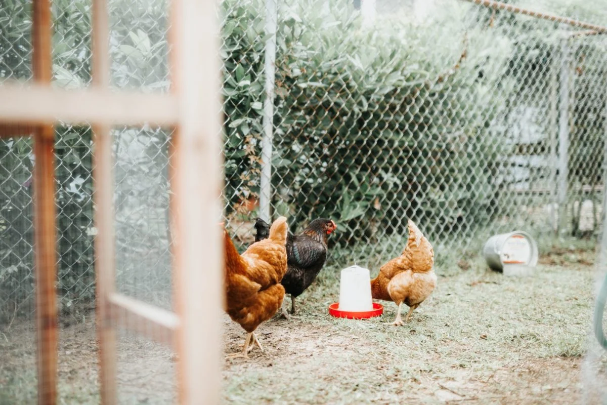 Quel est l&rsquo;espace minimum nécessaire pour une vie de poule heureuse ?
