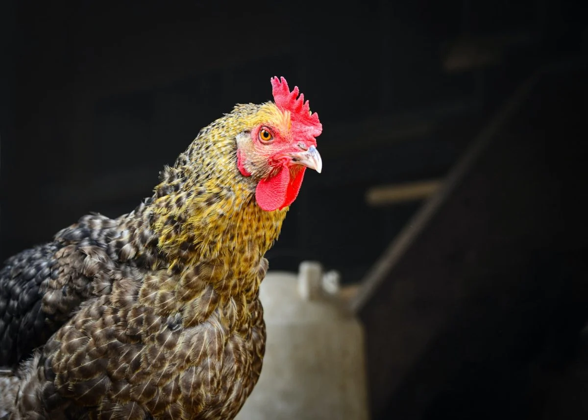 Ma poule perd ses plumes, c&rsquo;est grave vétérinaire ?