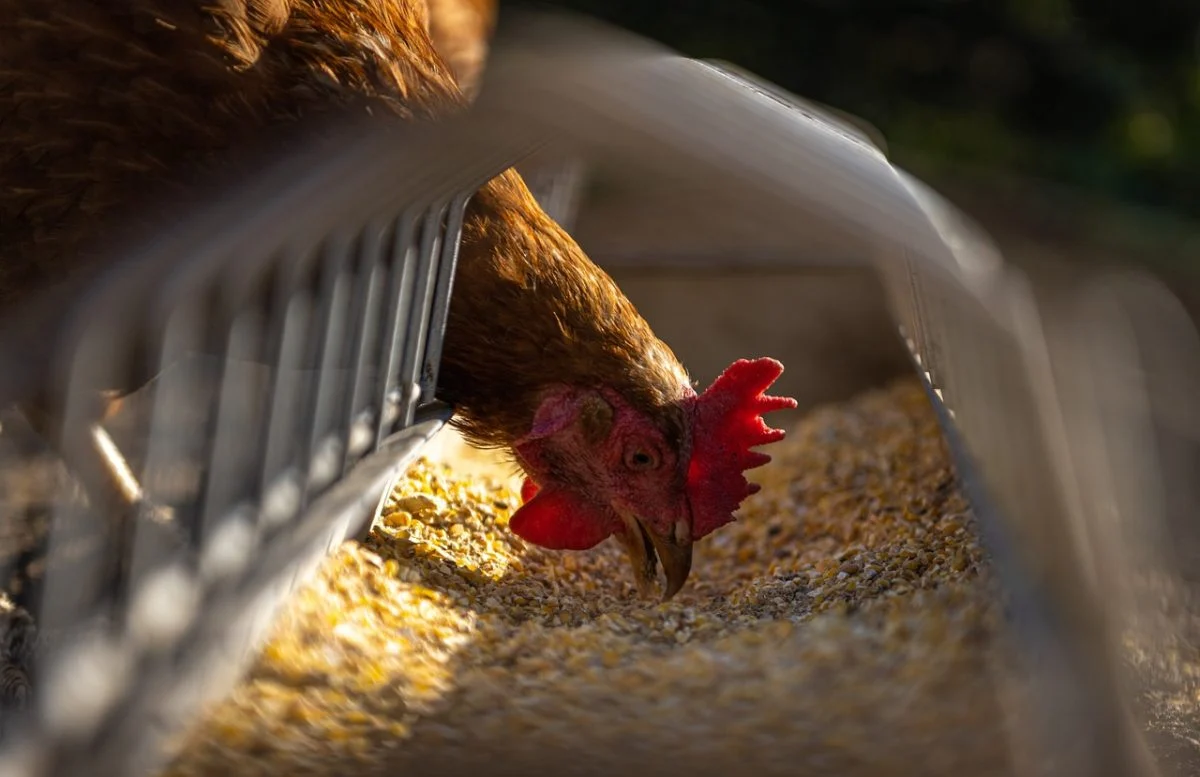 Opération de sauvetage pour des milliers de poules d&rsquo;élevage à Villemur-sur-Tarn