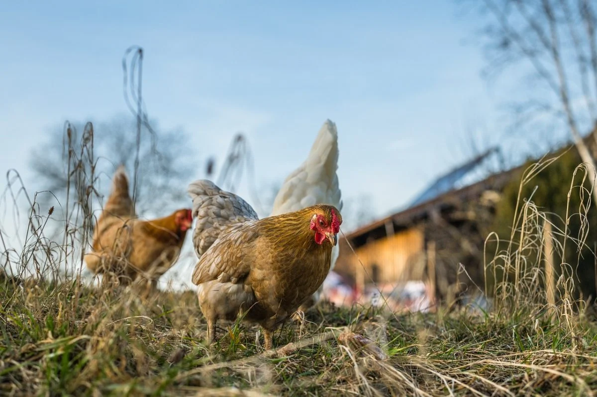 10 000 poules pondeuses ont besoin de votre soutien pour être sauvées avant le 22 janvier