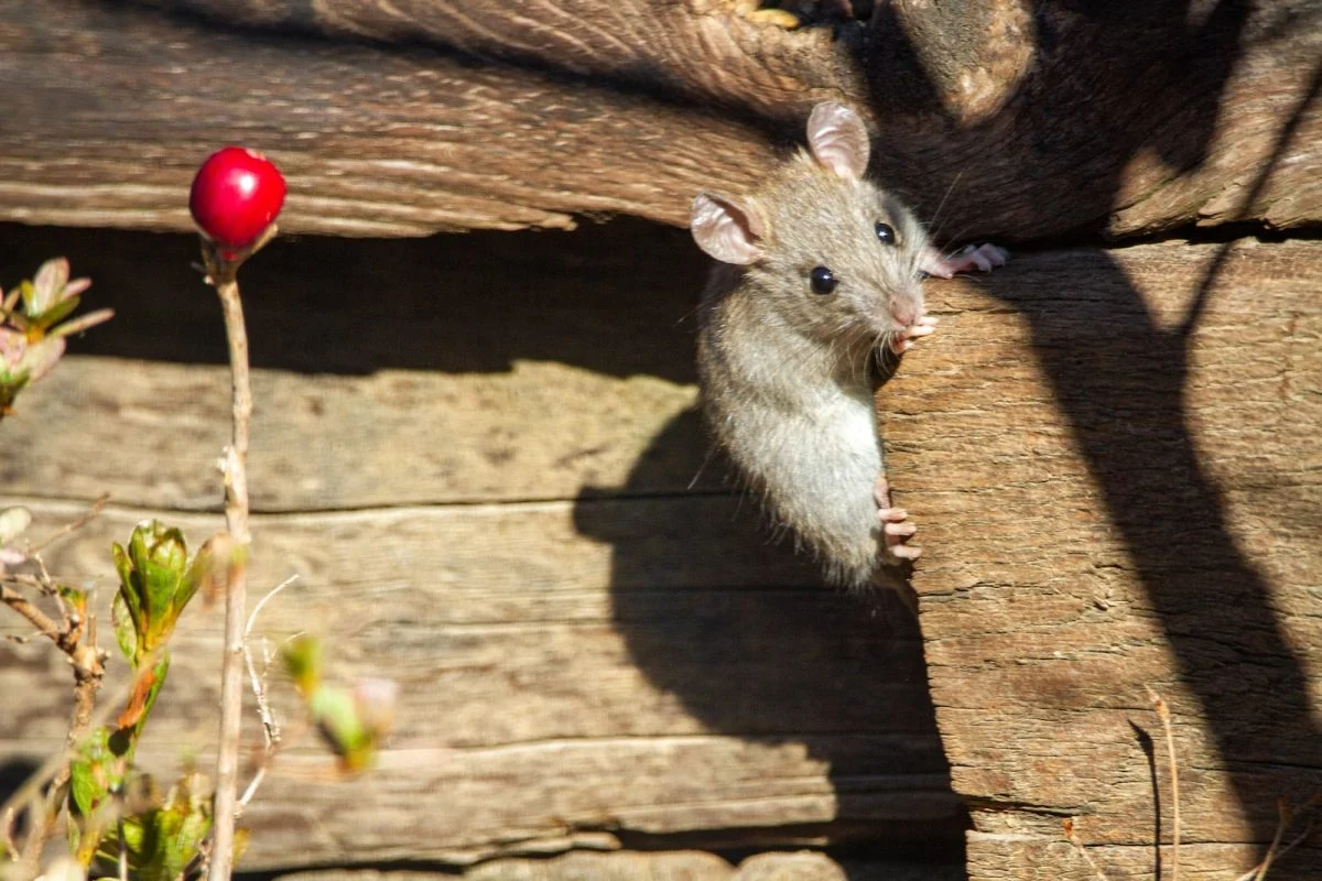 Mon poulailler est envahi par les rats, quel répulsif faut-il utiliser ?