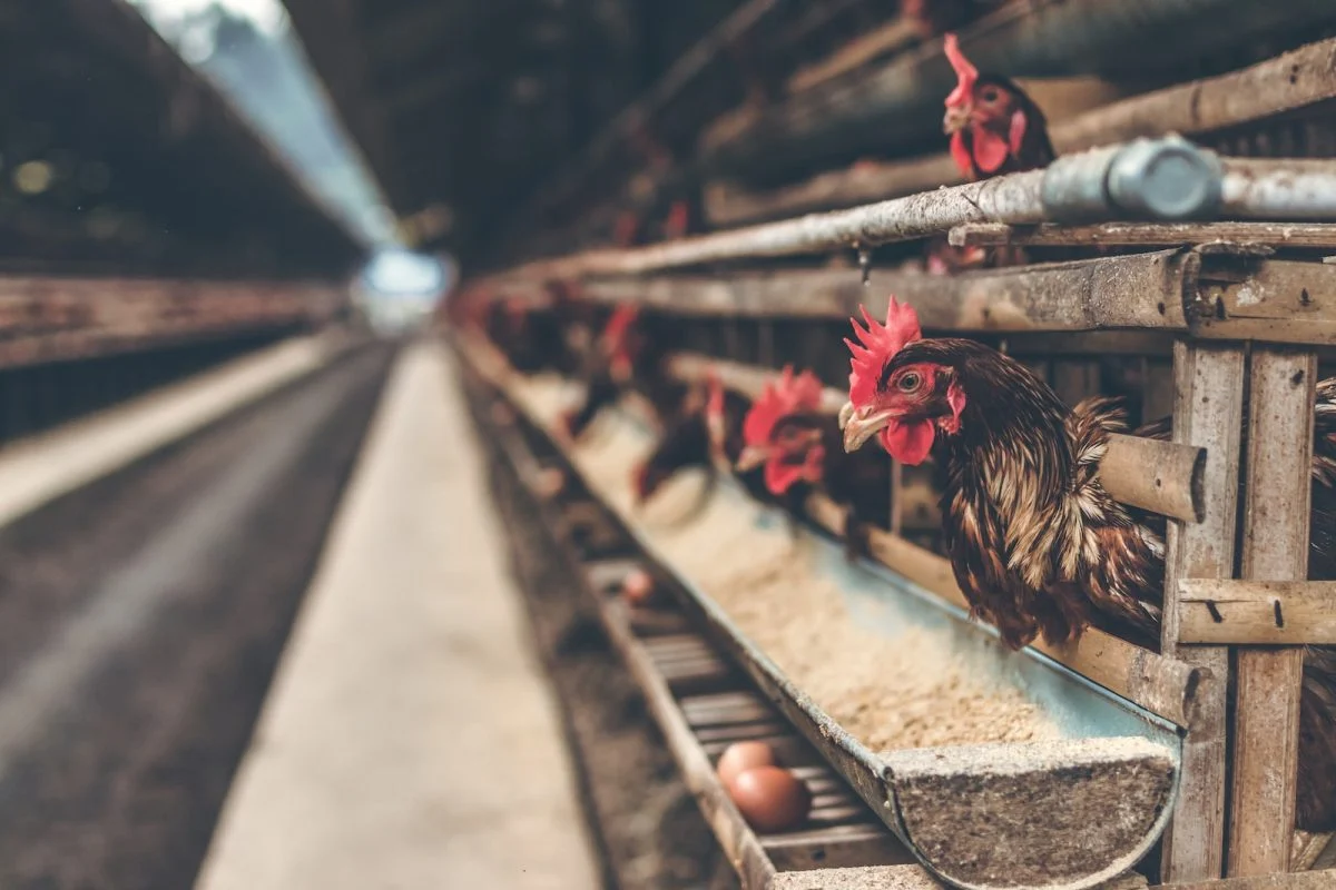Comment la grippe aviaire a influencé nos choix alimentaires