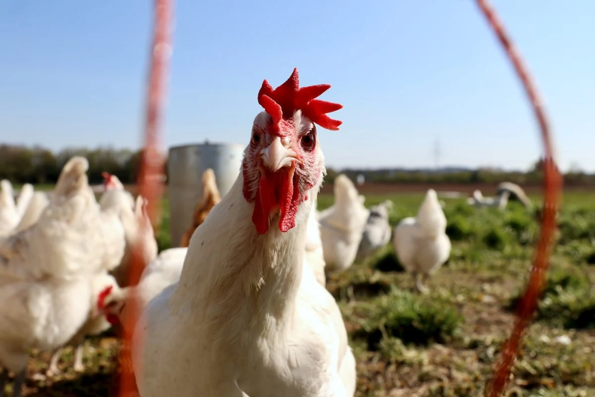 Opération de secours à Aix-en-Provence : des poules sauvées