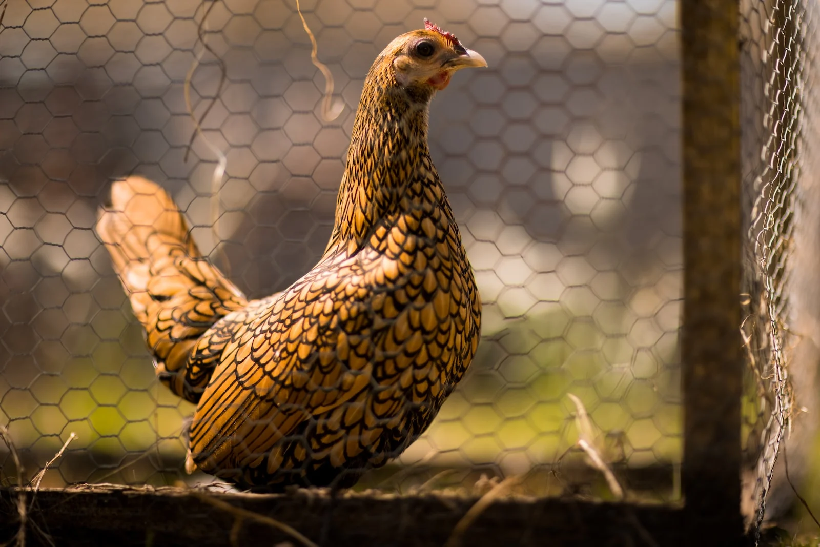 Utiliser du bicarbonate de soude au poulailler : 4 raisons bénéfiques à découvrir