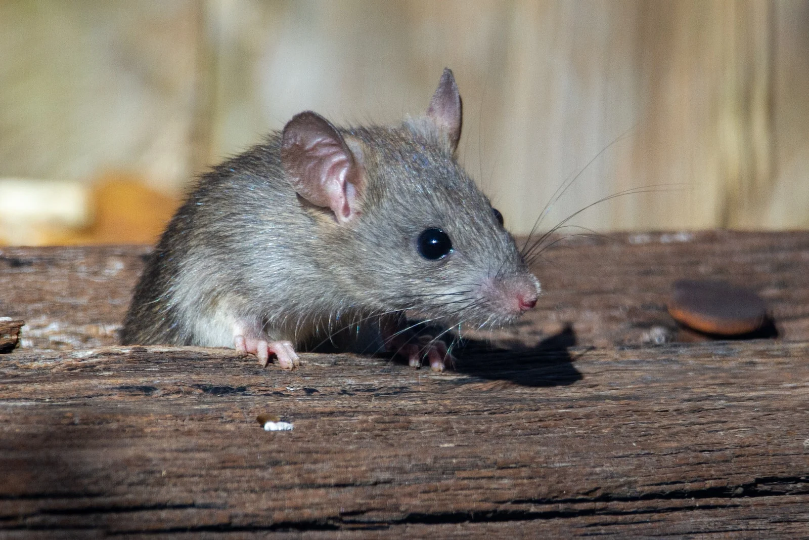 Pourquoi les rats s&rsquo;installent-ils dans un poulailler et comment les en empêcher ?