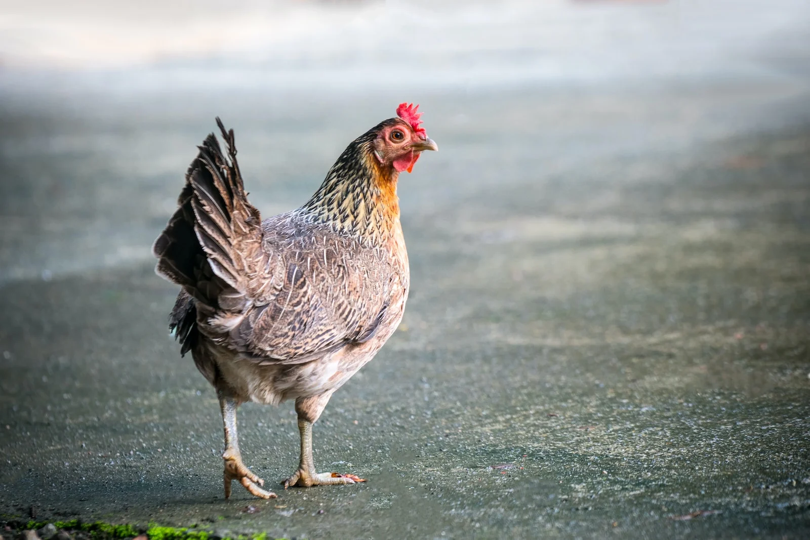 Comment apprivoiser une poule facilement : guide pratique pour les débutants
