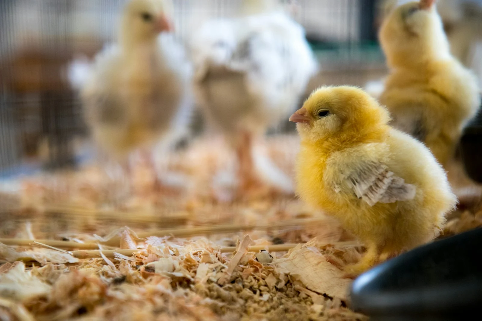 Sexeur de poussins : plongée dans un métier insolite et méconnu