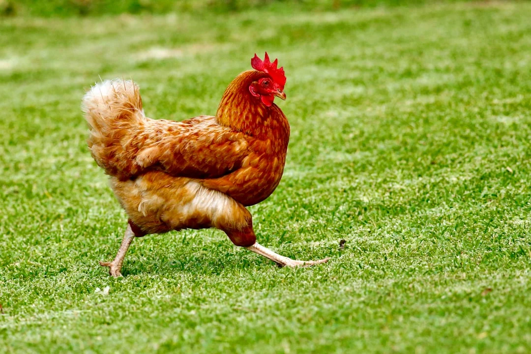 combien coûte une poule : le guide complet pour bien préparer votre budget