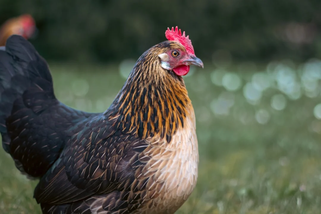 Comment bien choisir : combien de poules pour un coq dans votre poulailler ?