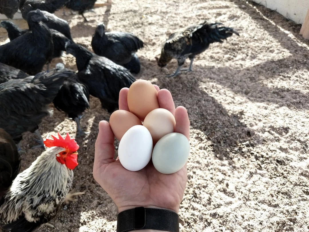 Découvrez combien de temps couve une poule pour un poulailler réussi
