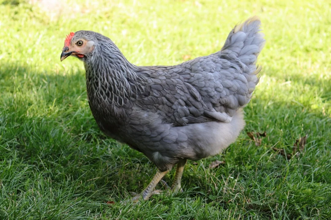 Quelle est la durée de vie d&rsquo;une poule ? Découvrez combien de temps elle vit !