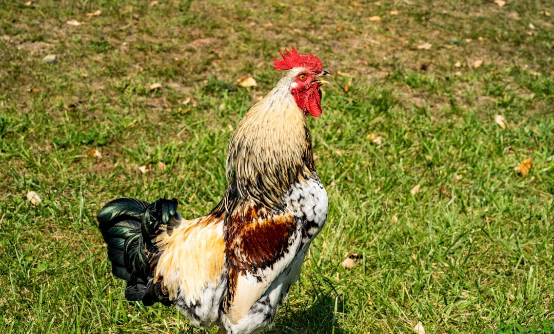 Comment couper les ailes des poules : guide étape par étape pour débutants
