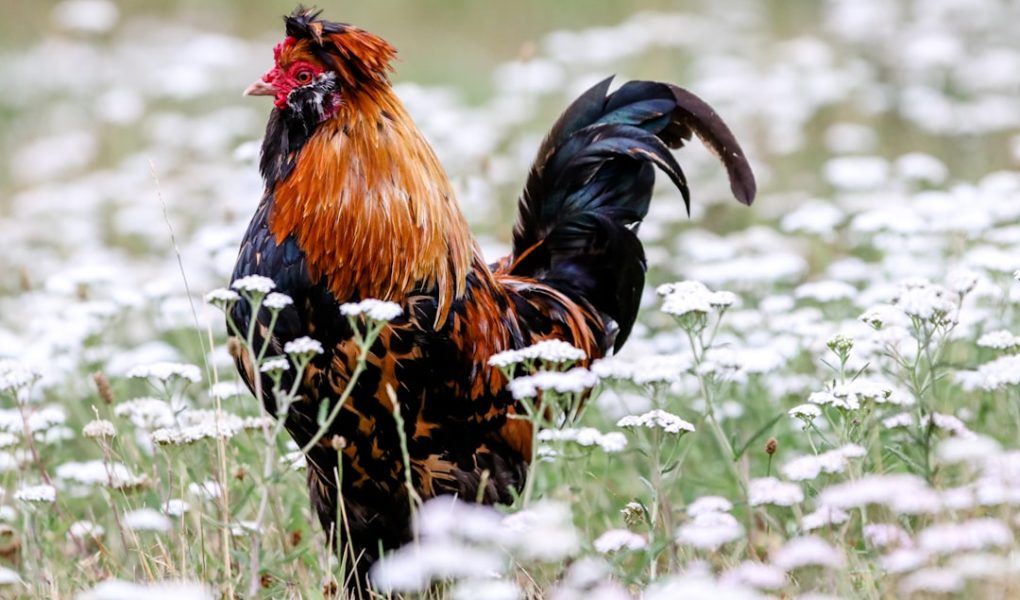 comment se comporte une poule qui va mourir​