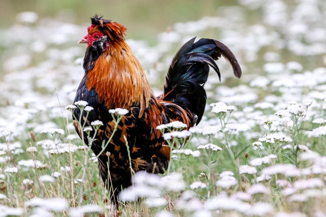 Comment se comporte une poule qui va mourir : signes inquiétants à surveiller