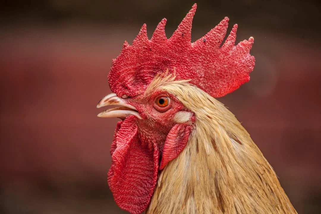 Comment se débarrasser des poux dans un poulailler : le guide ultime pour sauver vos poules