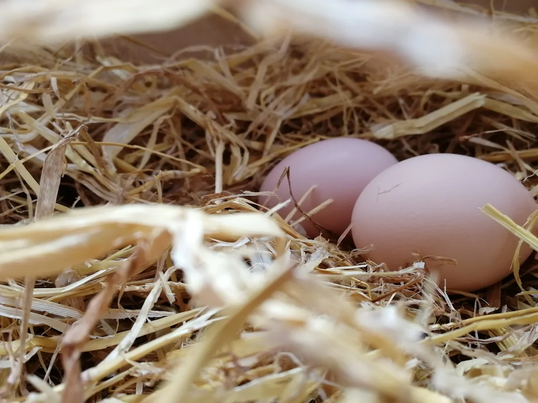 Pourquoi les poules mangent leurs œufs : comprendre et résoudre le problème