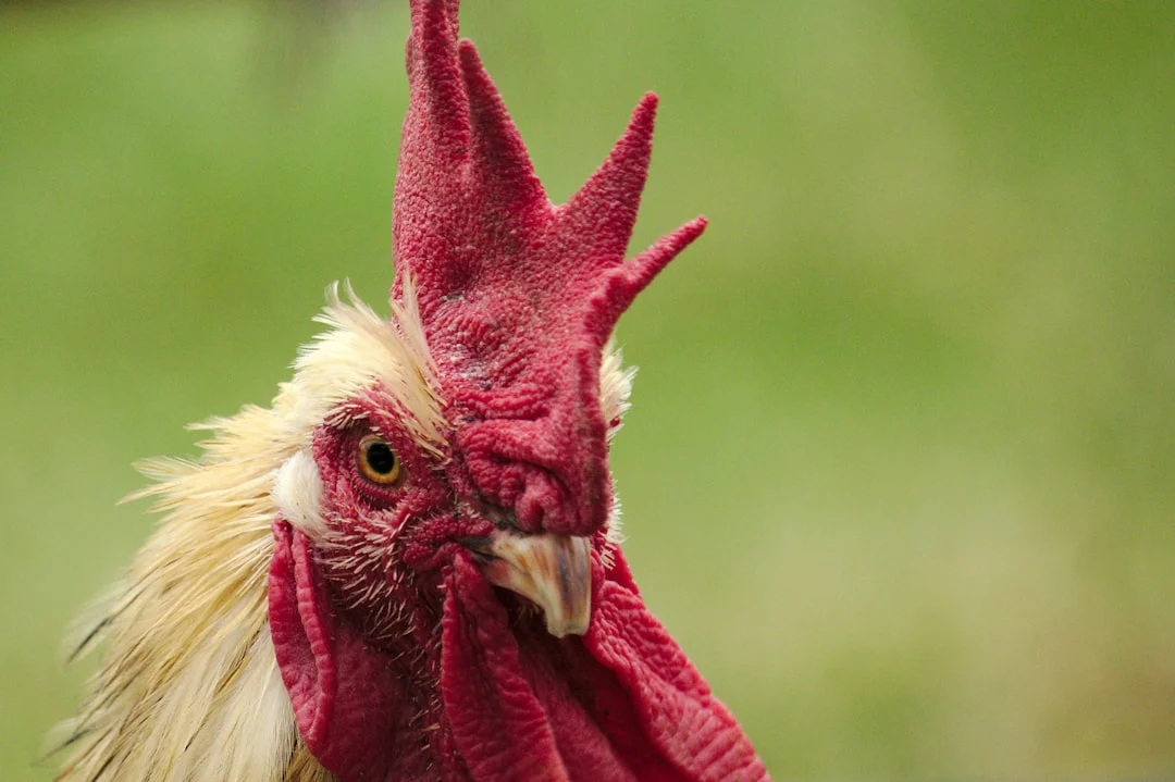 Pourquoi les poules ne pondent plus : solutions et conseils pratiques pour agir