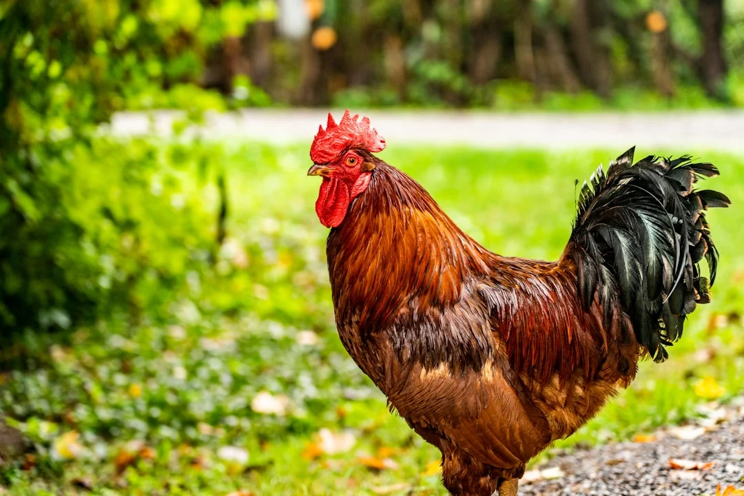 Que mange une poule : guide complet pour une alimentation équilibrée