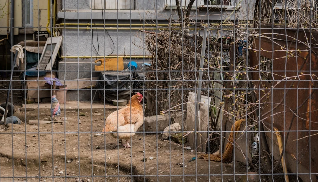 À quel âge pond une poule rousse : tout ce que vous devez savoir !