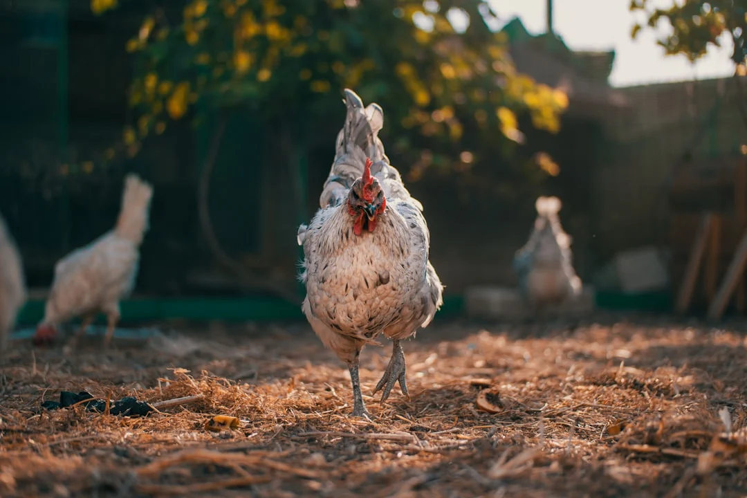 Comment les poules font des œufs : le processus fascinant expliqué étape par étape