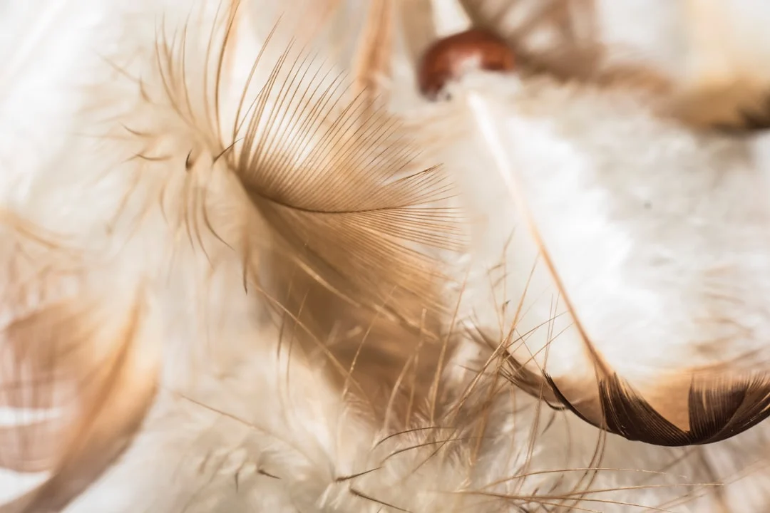 Comment traiter une poule qui perd ses plumes : causes et solutions pratiques