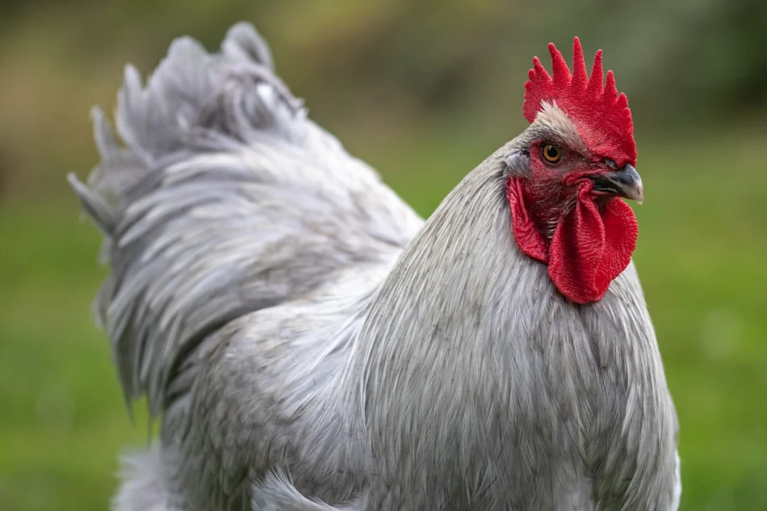 Peut-on donner une carcasse de poulet aux poules ? Conseils et précautions