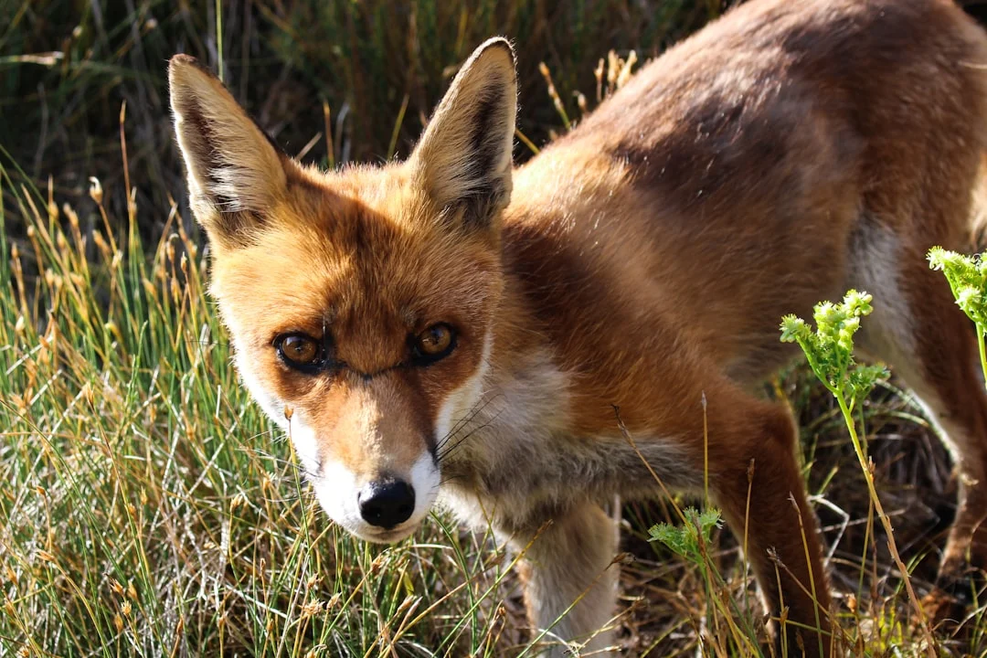 Comment faire fuir un renard d&rsquo;un poulailler : astuces efficaces et naturelles