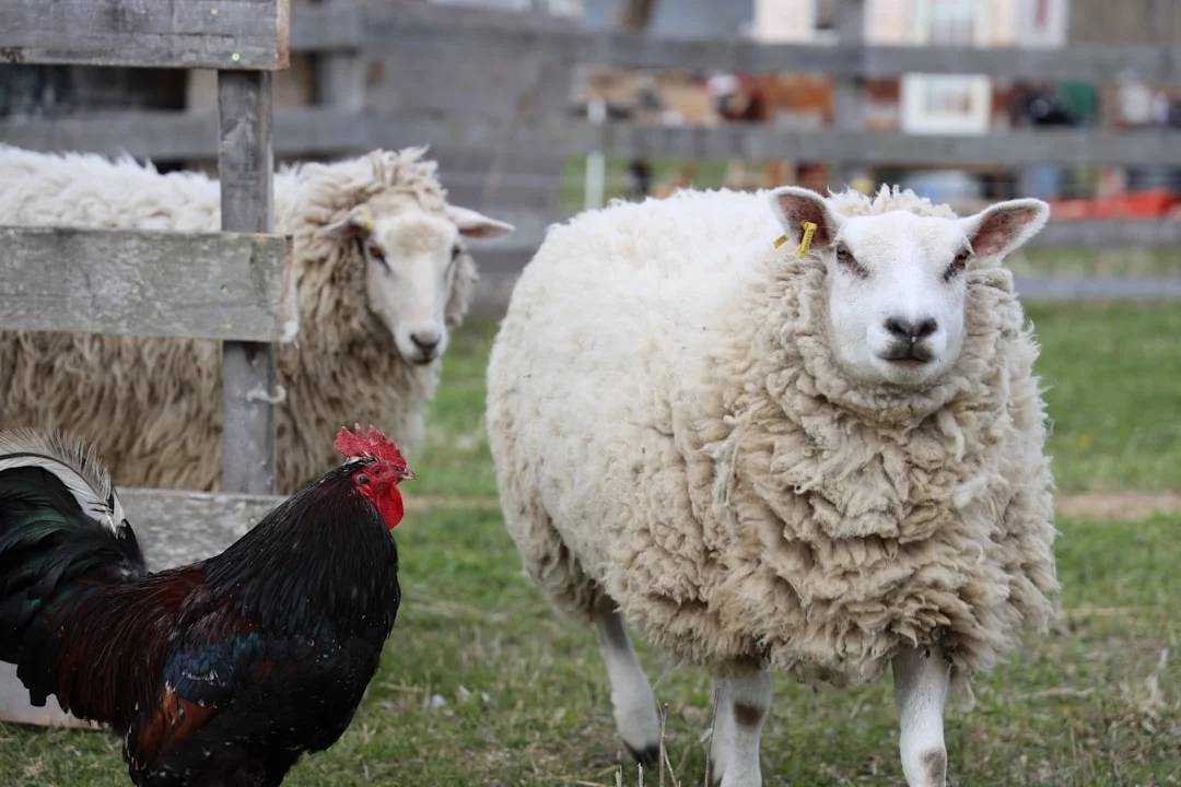 Comment la martre tue les poules : méthodes et prévention à connaître