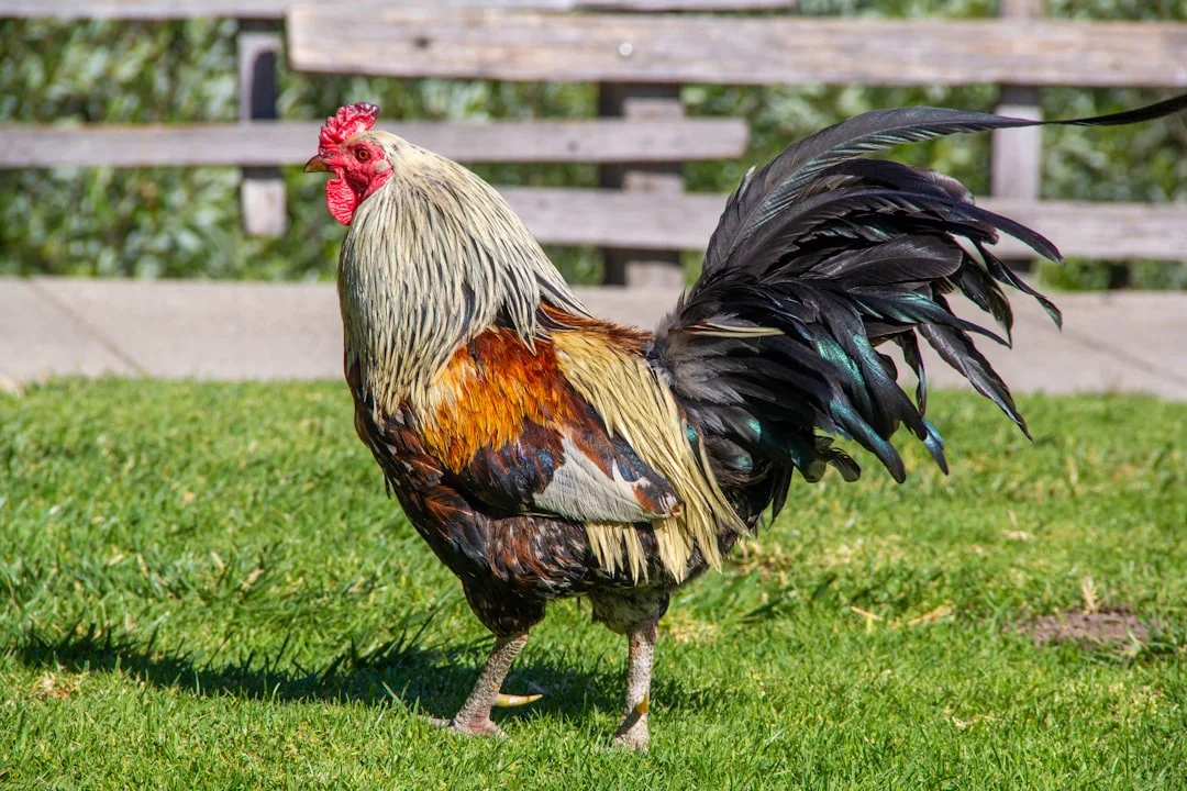 Comprendre à quel âge un poulet devient coq pour mieux l&rsquo;élever