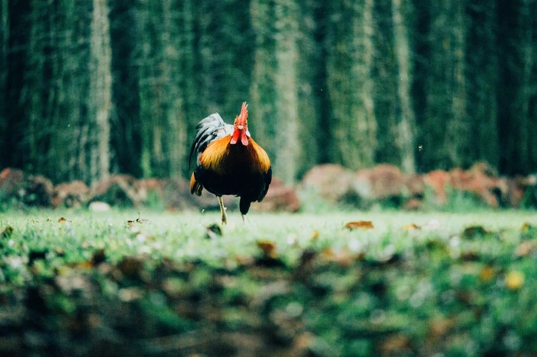 Combien de temps vit un coq ? Découvrez l&rsquo;espérance de vie moyenne et facteurs clés