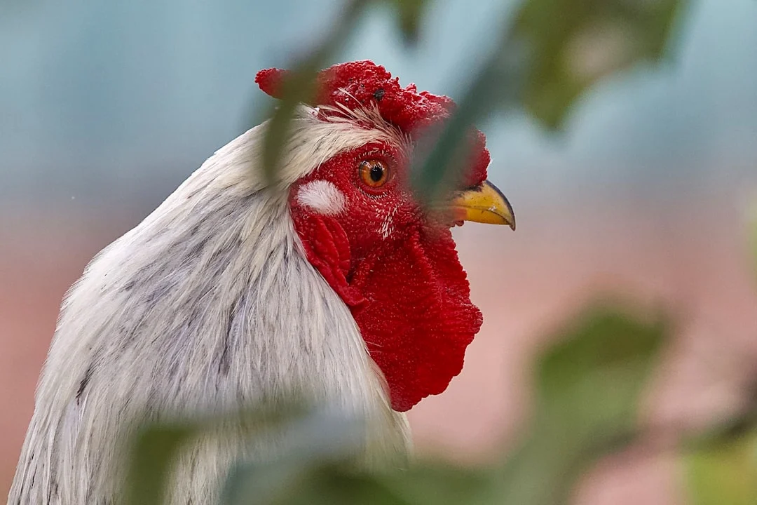 Guide complet pour savoir comment castrer un coq étape par étape​