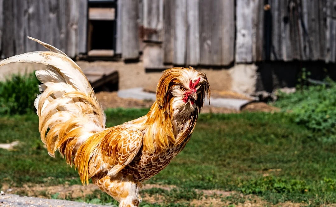 Astuces pour faire taire un coq et retrouver votre tranquillité au petit matin