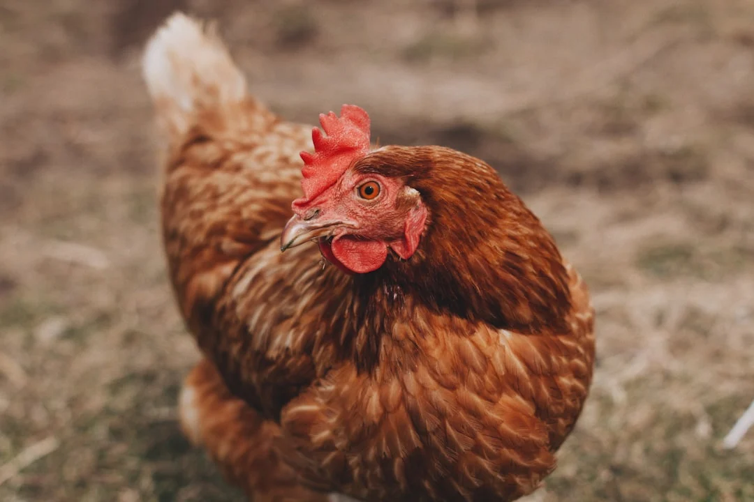 Faut-il un coq pour obtenir des oeufs ? Démystification et conseils pratiques