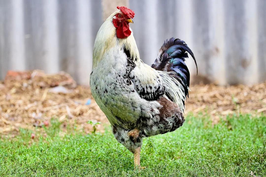 Pourquoi le coq chante : découvrez le mystère du cri matinal