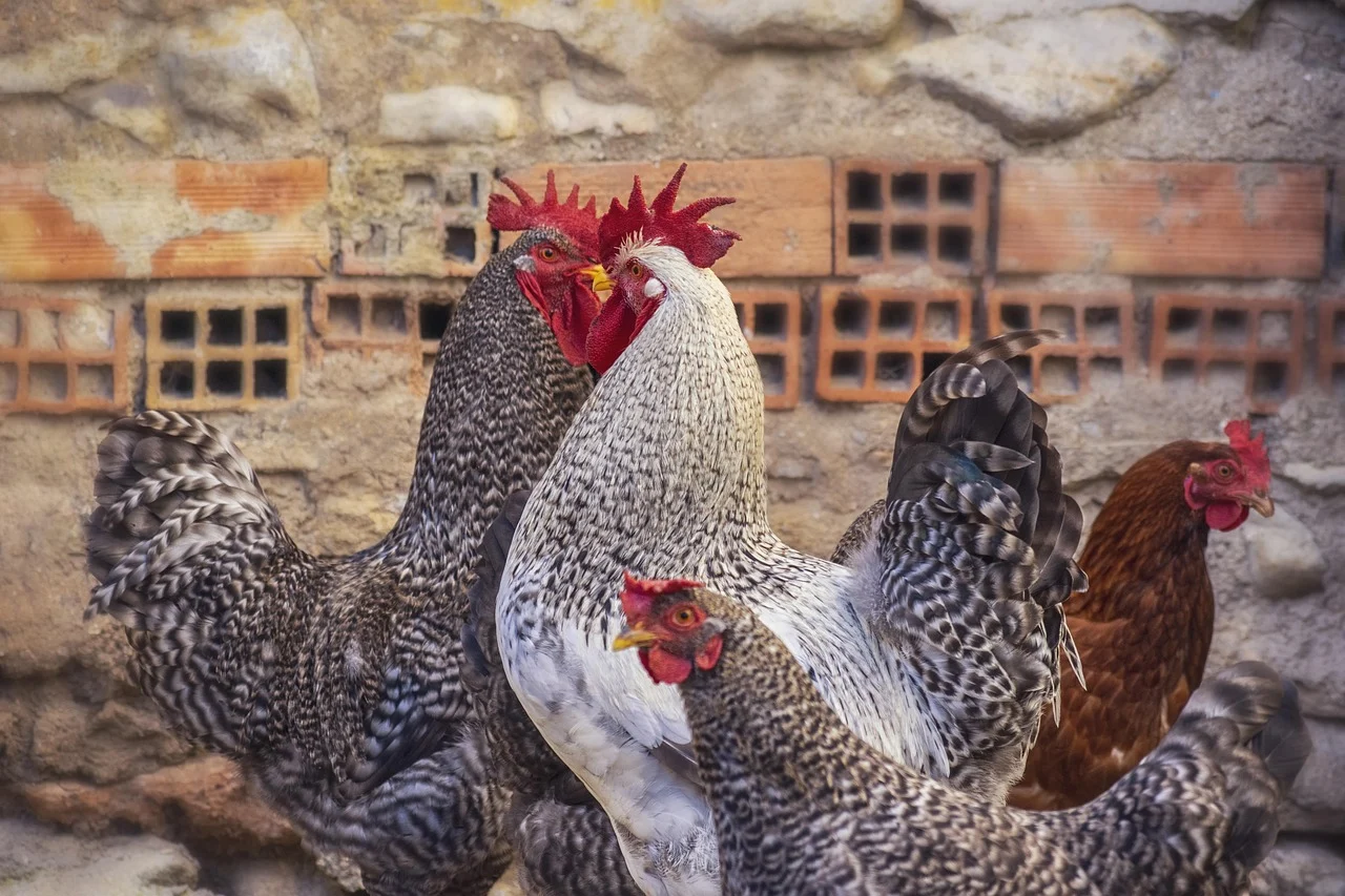 Comment renforcer la sécurité de vos poulets dans le poulailler ?