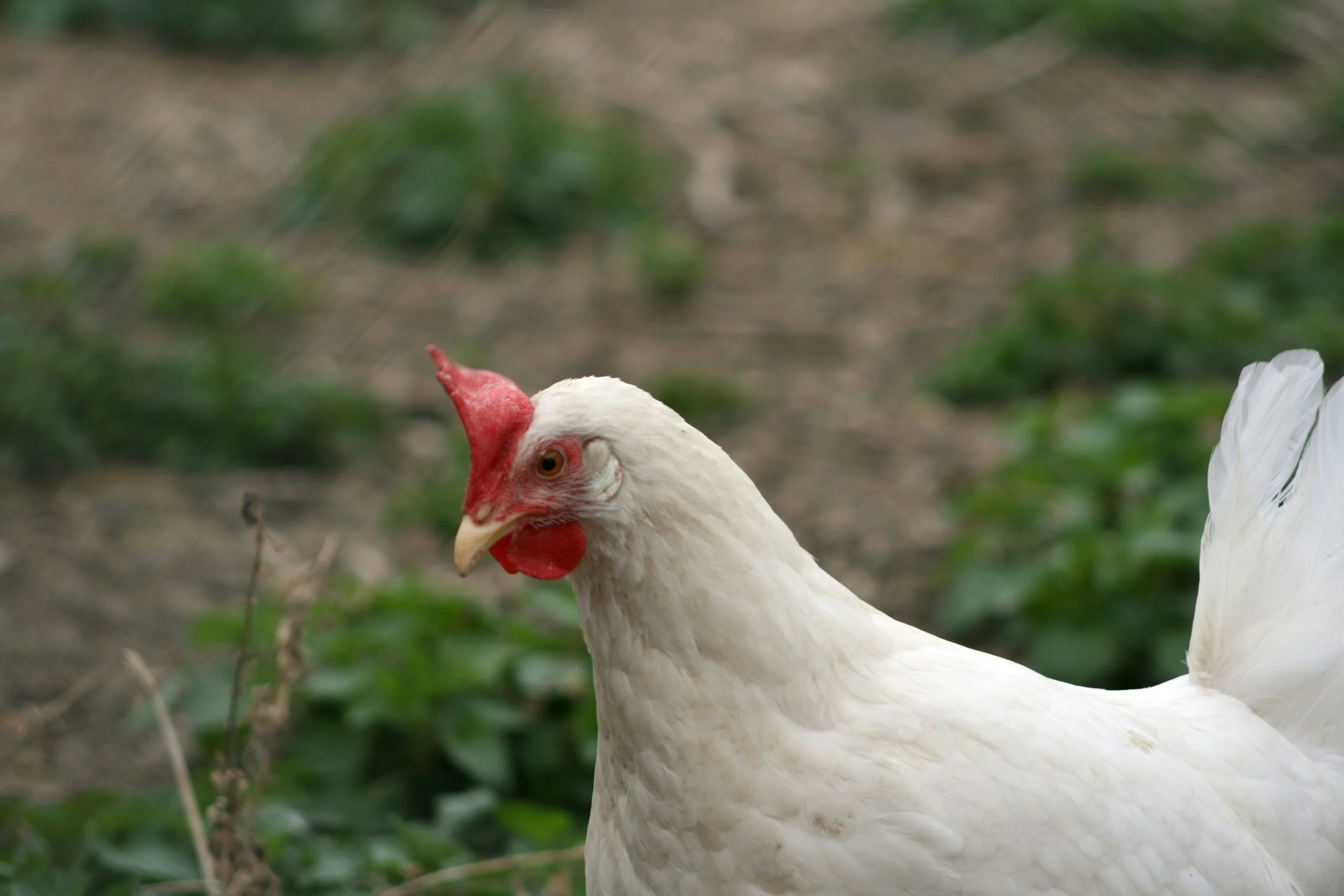 Révolution dans nos jardins : ces 2 poules réduisent vos déchets de 33% (et pondent 500 œufs)