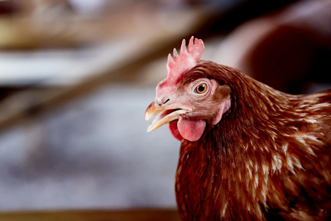 Poules en ville : ce que 90% des éleveurs urbains ignorent et risque de leur coûter cher