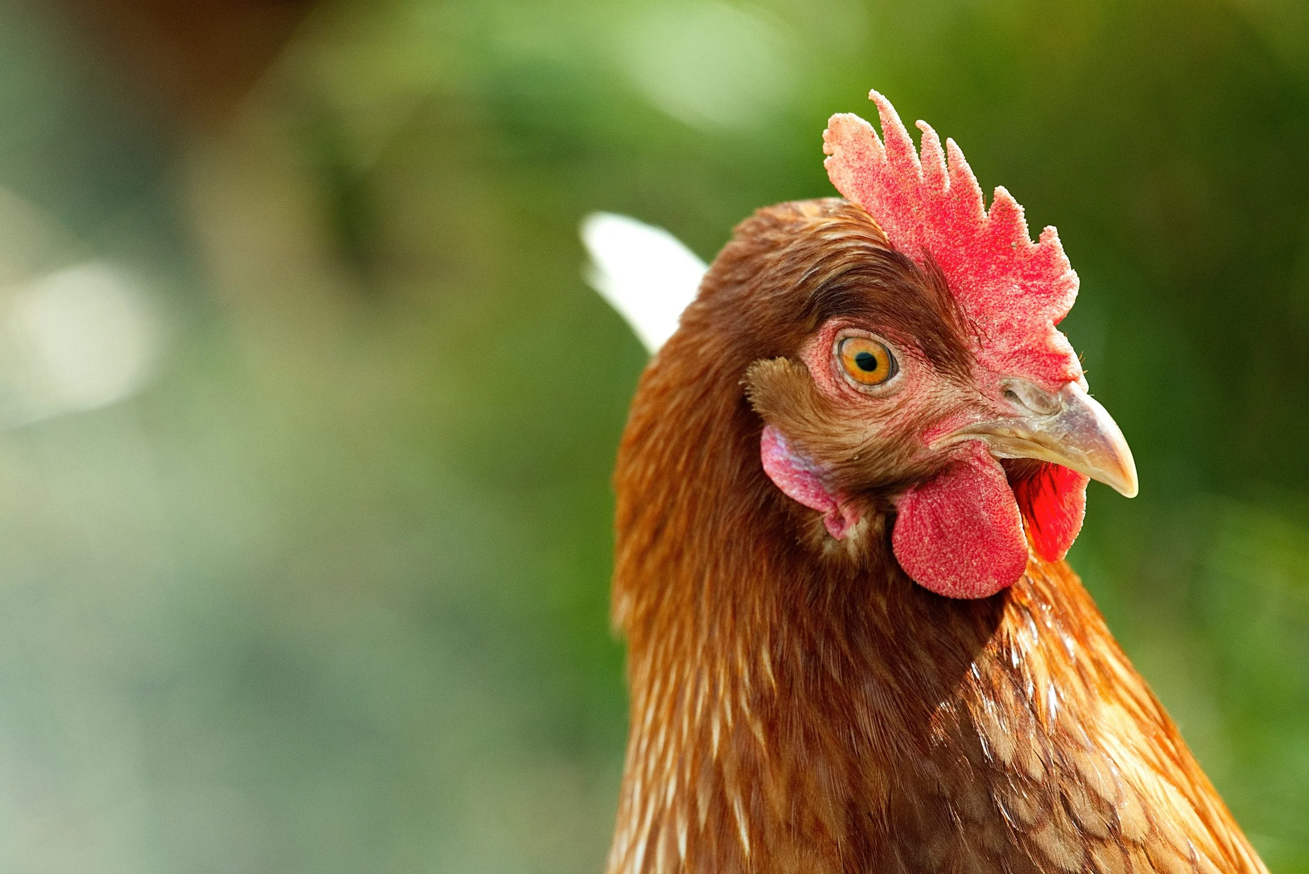 Canicule : 4 techniques inédites sauvent des poules quand vos voisins perdent 30% des leurs