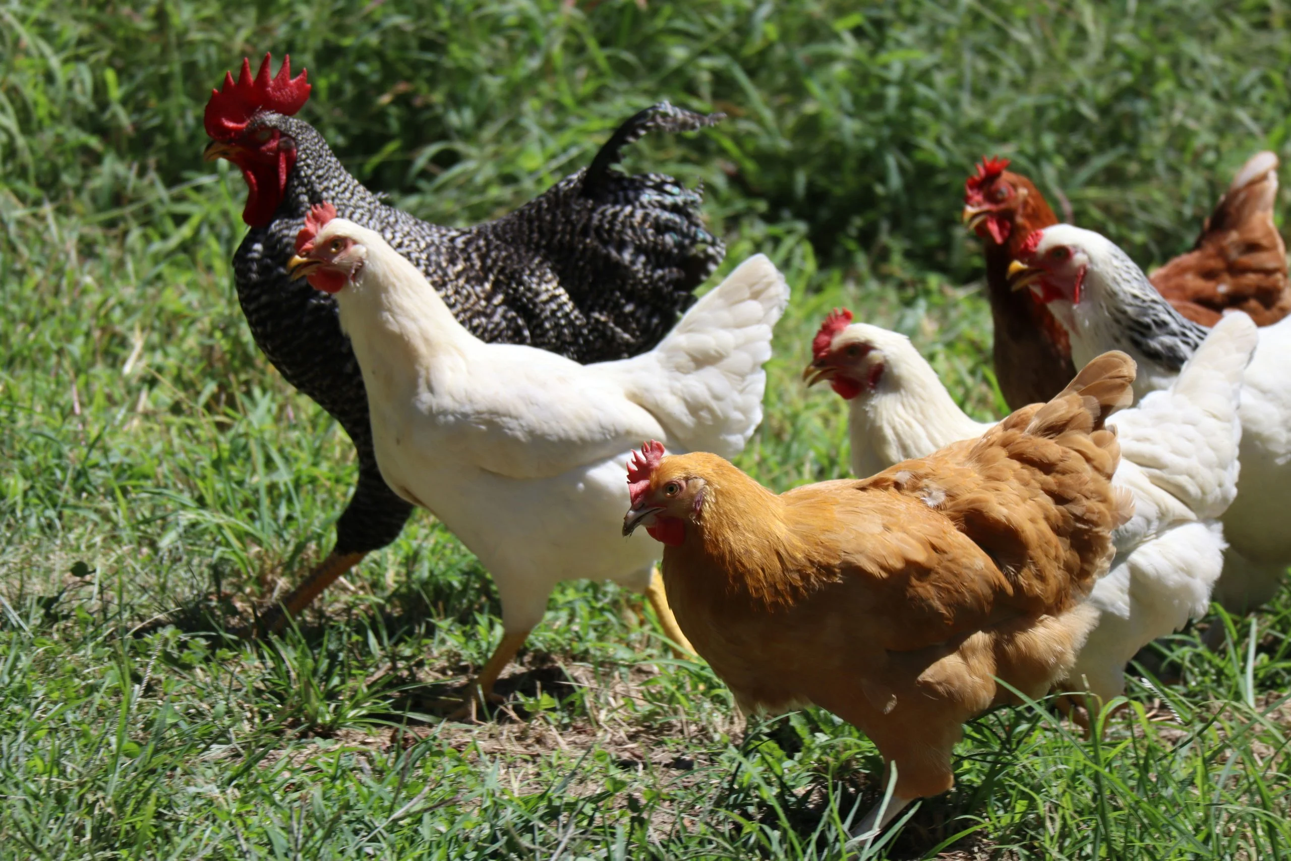 Élevage de poules en ville : l&rsquo;erreur qui peut vous coûter une amende (et vos voisins)