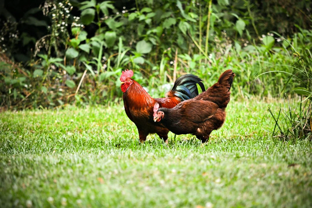 10 erreurs fatales que font 68% des propriétaires de poules (et comment les éviter)