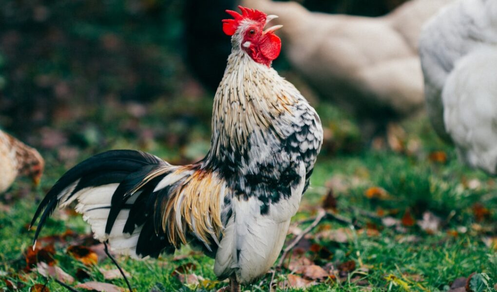 Ces 5 races de poules résistent aux épidémies (et la n°3 surprend les vétérinaires)