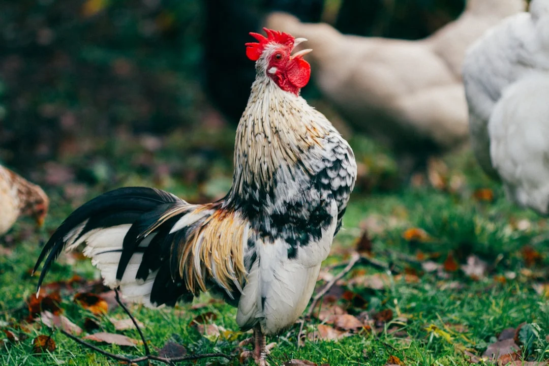 Ces 5 races de poules résistent aux épidémies (et la n°3 surprend les vétérinaires)