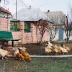Découvrez l&rsquo;alliance secrète entre poules et vers qui transforme vos déchets en or noir pour le jardin