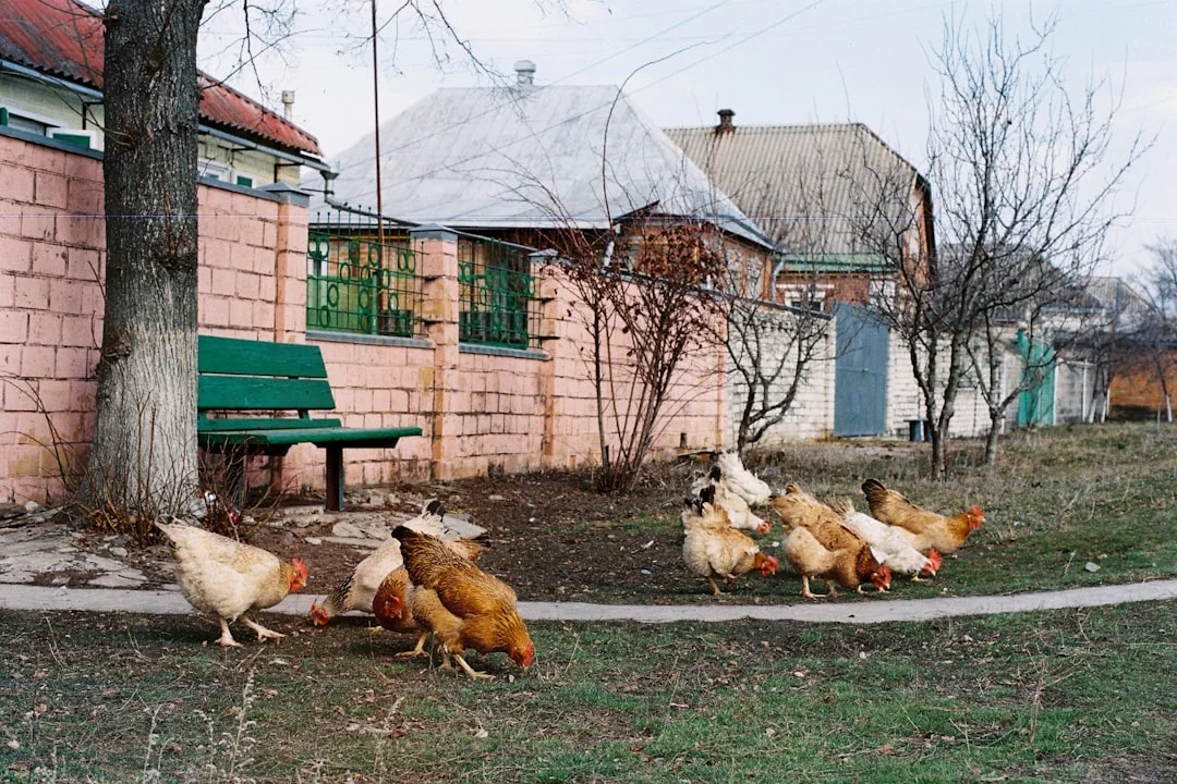 Les 7 erreurs qui transforment votre rêve de poules en cauchemar (n°5 est la plus courante)